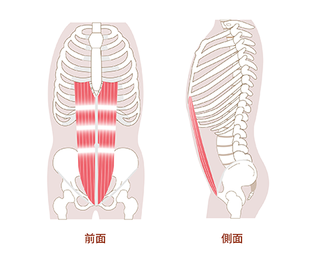 Osawa Takao Bench Press Current Muscle　